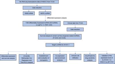 LncRNA AL161431.1 predicts prognosis and drug response in head and neck squamous cell carcinoma